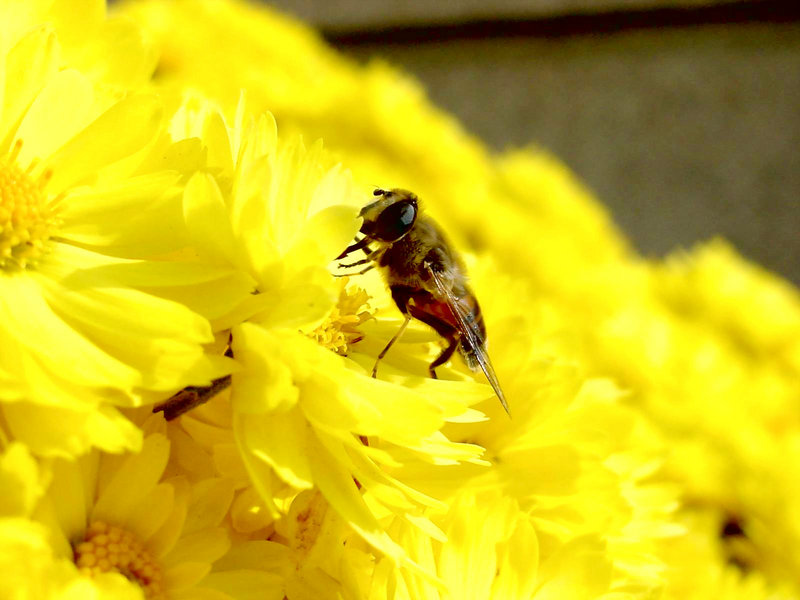 KusnijPhoto 20001031 01-Honeybee.jpg