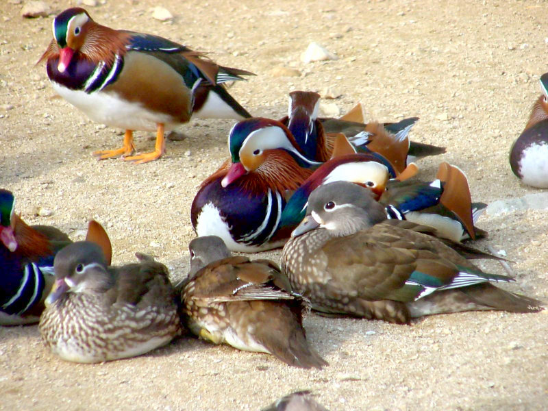 KusnijPhoto 20001119 02-Mandarin Ducks.jpg