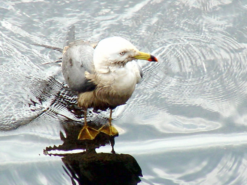 KusnijPhoto 20010310 02-Black-tailed Gull.jpg