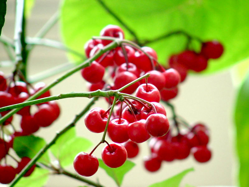 KusnijPhoto 20010308 01-red fruits.jpg