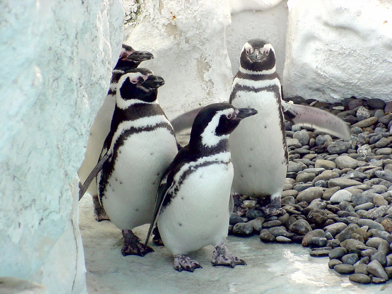 KusnijPhoto 20010309 05-Magellanic Penguins.jpg