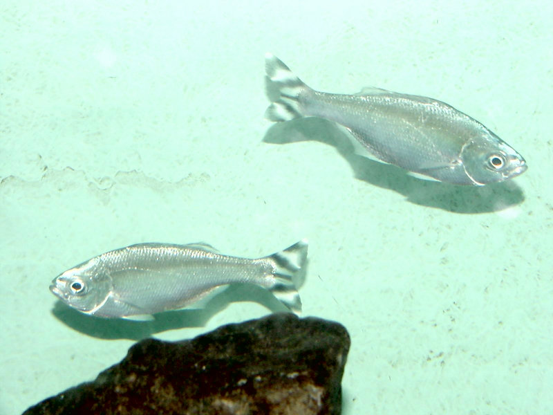 KusnijPhoto 20010309 06-Silver Flagtails.jpg