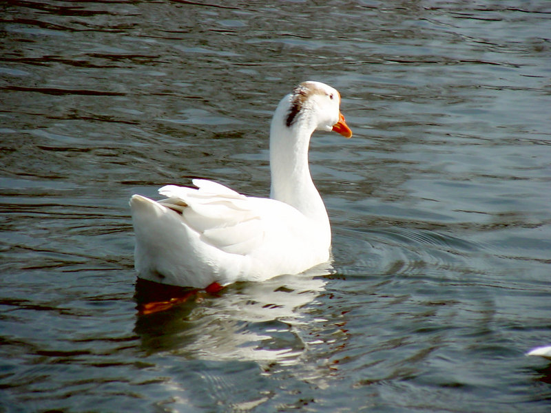 KusnijPhoto 20020209 04-Domestic Goose.jpg