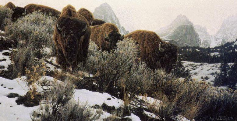 afr04-American Bisons-herd on snow hill-painting.jpg