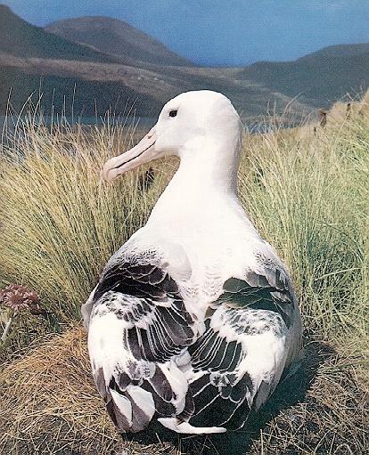 albatro2-Albatross-incubating on nest.jpg
