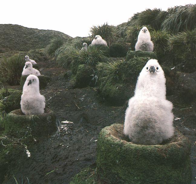 AlbatrossChick-0.jpg