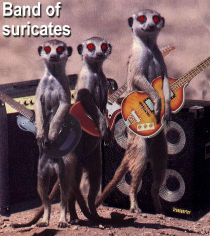 bd BandOfSuricates-Meerkats.jpg