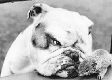 Bulldog1 With Squirrel.jpg