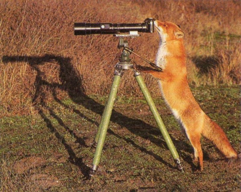 camera fox-Red Fox-In curiosity.jpg