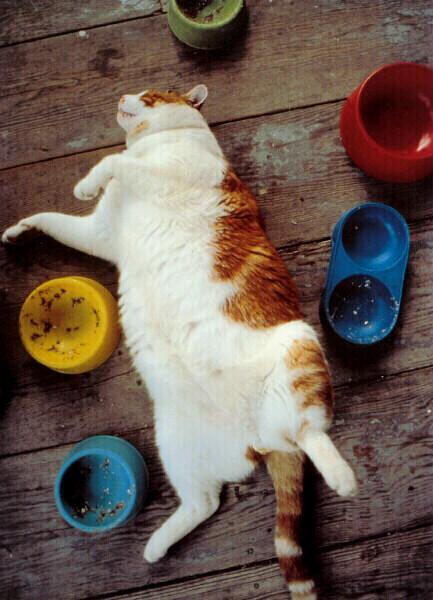 Chris Rogers Pleasure Victim cyb.jpg