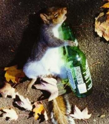 drunk squirrel.jpg