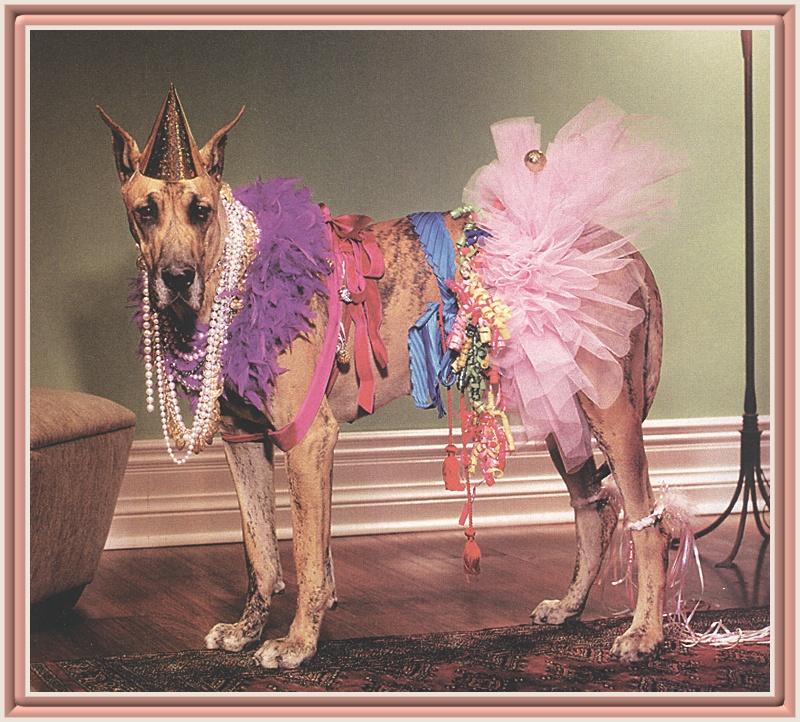 Ds - If you Laugh, I bite you.jpg