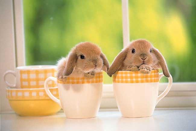 rabbits in cups.jpg