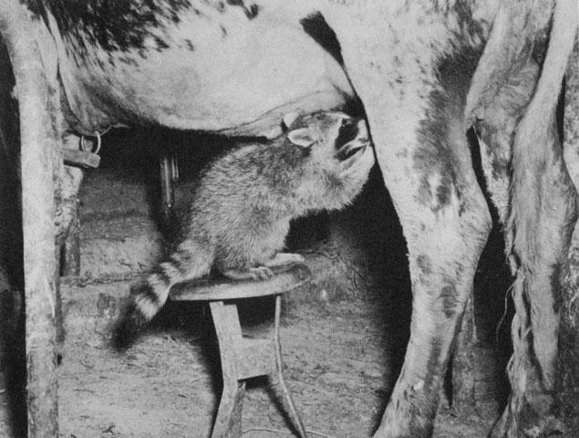 raccoon milk.jpg