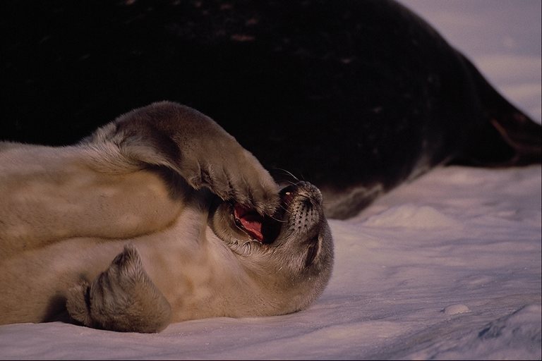 Seal-Yawning-OnSnow.jpg