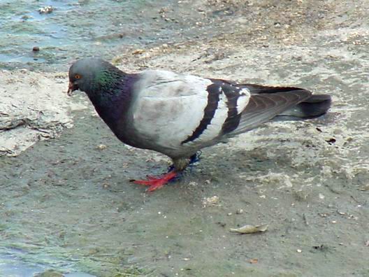 Feral Pigeon.JPG