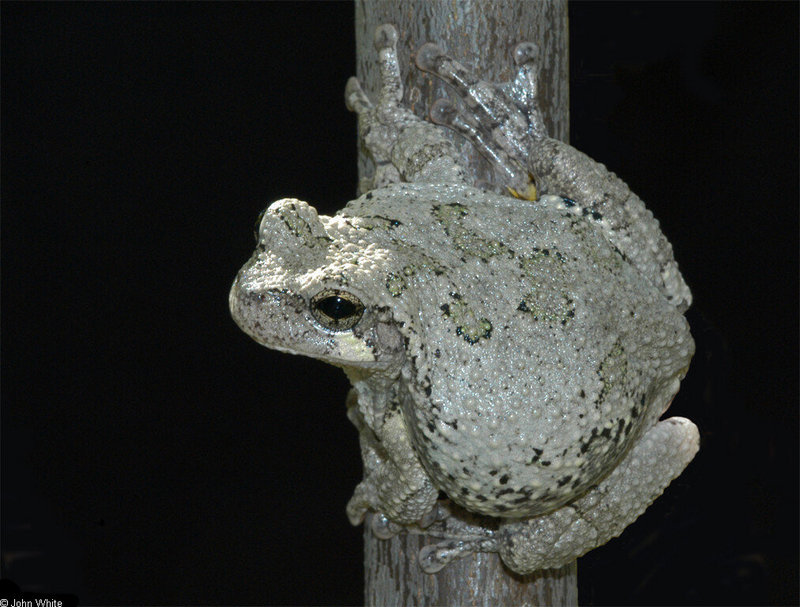 Cope\'s Gray Treefrog (Hyla chrysoscelis) 036nc.jpg