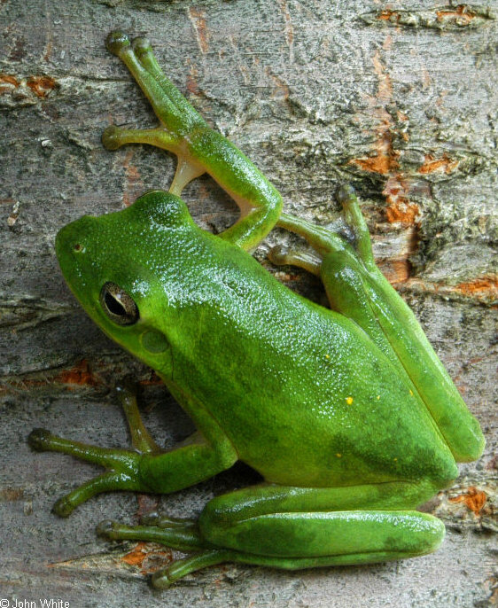 green treefrog pp.jpg