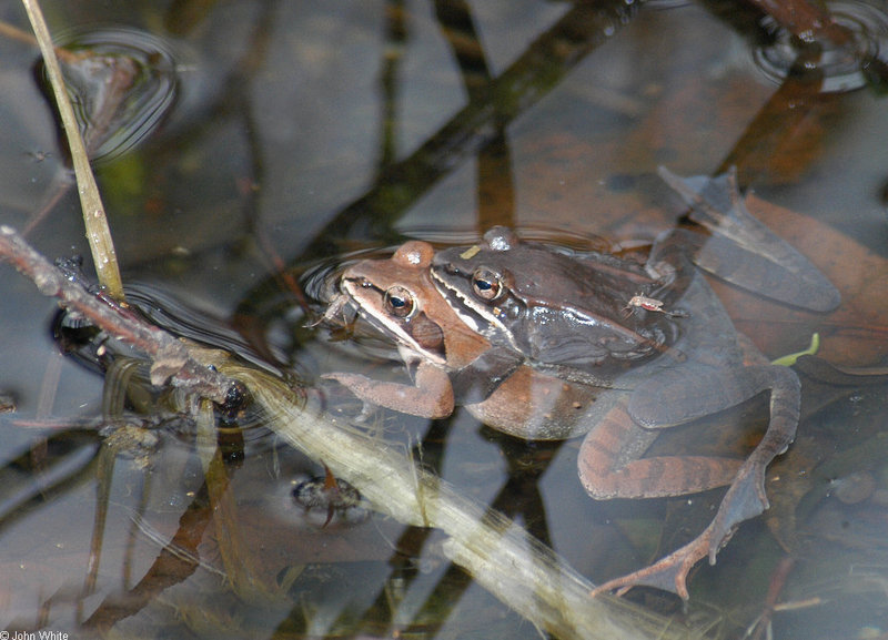 Wood Frog (Rana sylvatica).JPG