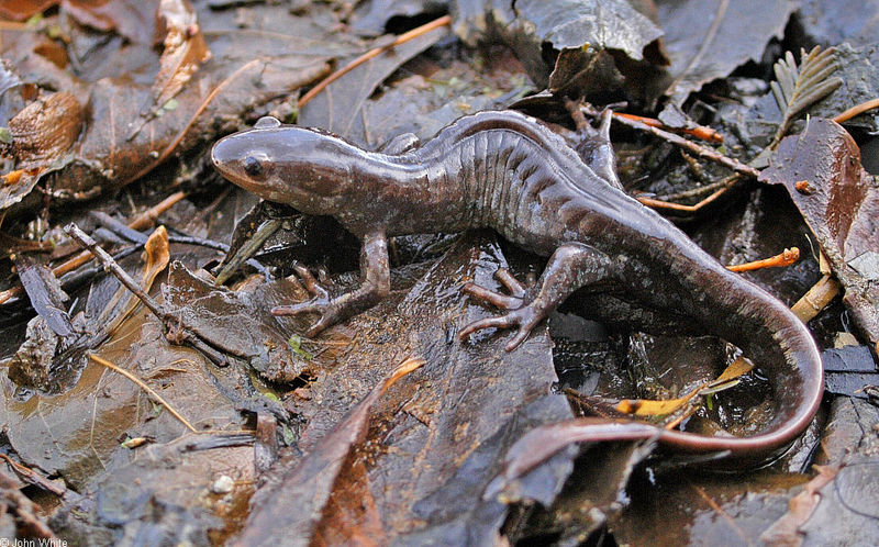 Jefferson Salamander (Ambystoma jeffersonianum).jpg