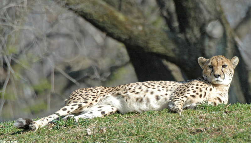 Cheetah105.jpg