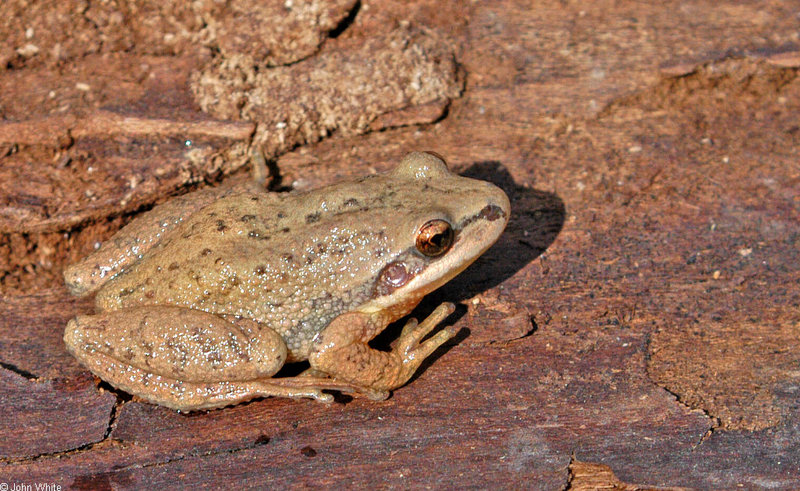 Upland Chorus Frog (Pseudacris feriarum feriarum)100.jpg