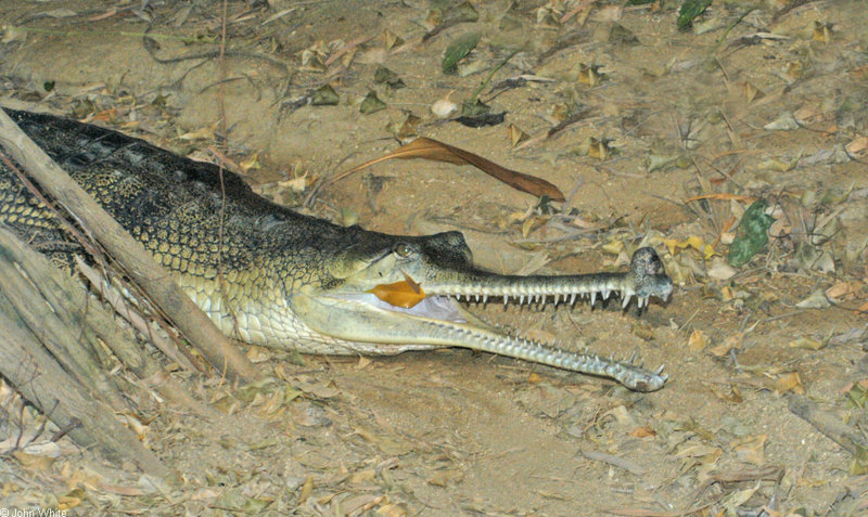 gharial1.jpg