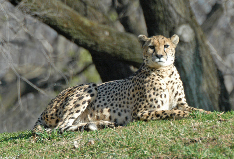 Cheetah104.jpg