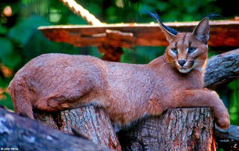 Caracal Lynx (Caracal caracal damarensis).jpg