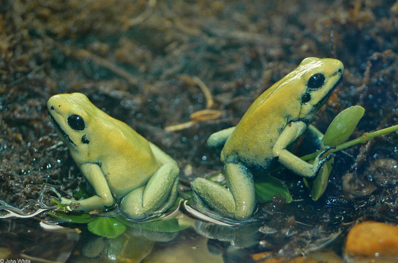 Golden Poison Frog (Phyllobates terribilis).jpg