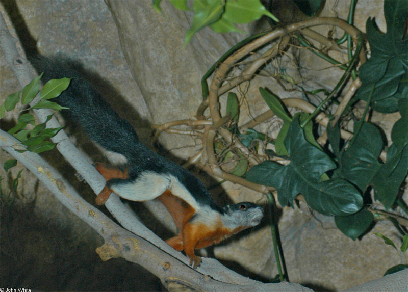 Prevost\'s Squirrel (Callosciurus prevosti).jpg