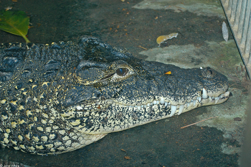 Cuban Crocodile (Crocodylus rhombifer)001.jpg