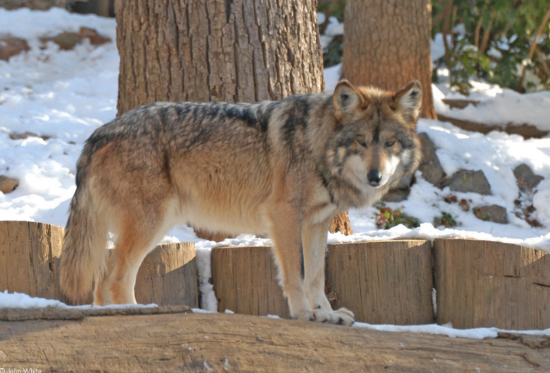 Mexican Wolf (Canis lupus baileyi)100 sm.jpg