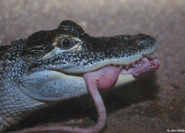 American alligator0006.jpg
