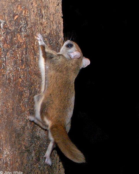 southern flying squirrel.jpg