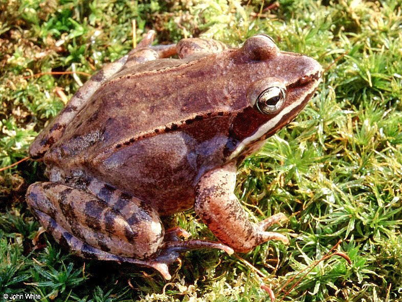 Wood Frog (Rana sylvatica)100018.jpg