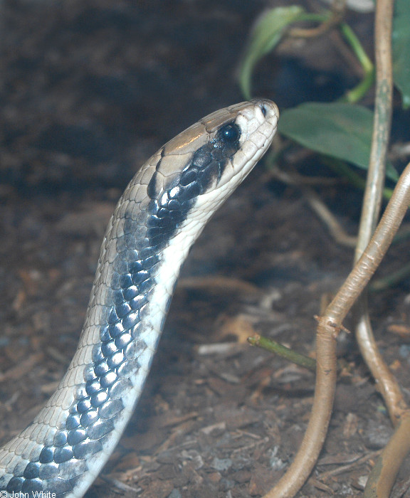 False Water Cobra (Hydrodynastes gigas).jpg