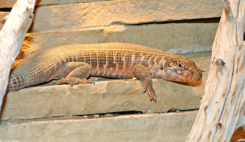 African Plated Lizard (Gerrhosaurus validus).jpg