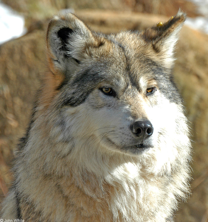 Mexican Wolf (Canis lupus baileyi)501.jpg