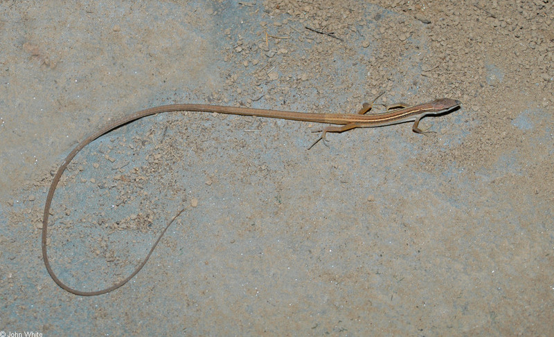 Asian Long-tailed Lizard (Takydromus sexlineatus)001.jpg