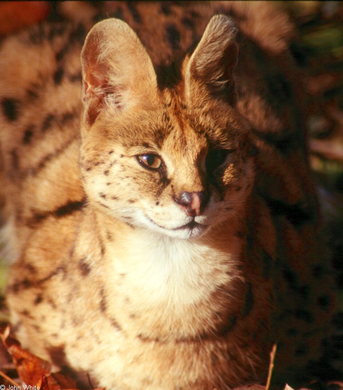 Serval (Felis serval).jpg