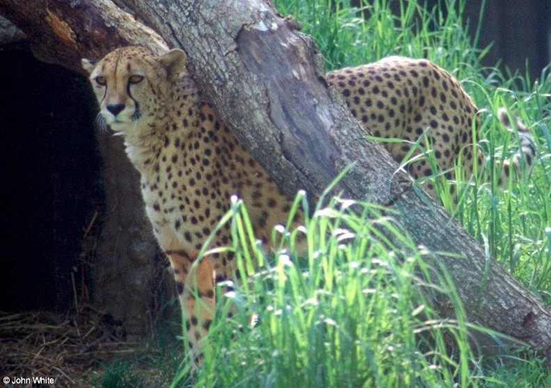 cheetah128.jpg