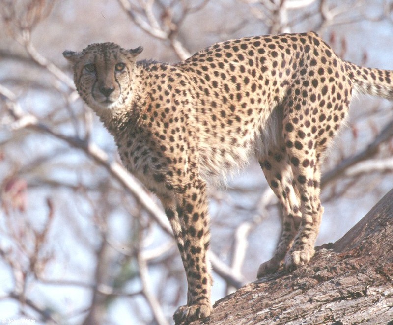 cheetah127.jpg