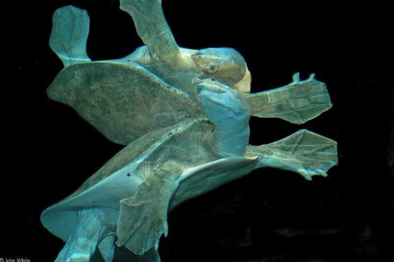 Florida Softshelled Turtle (Apalone ferox).JPG