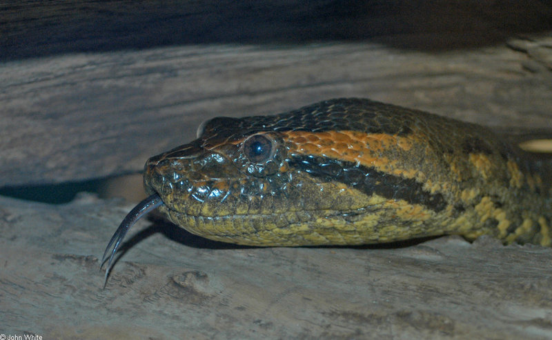 Green Anaconda (Eunectes murinus).jpg