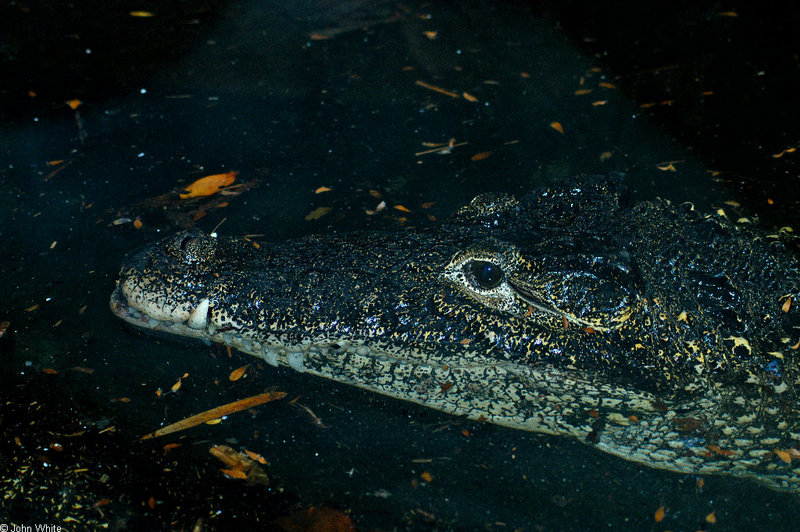 uban Crocodile (Crocodylus rhombifer).JPG