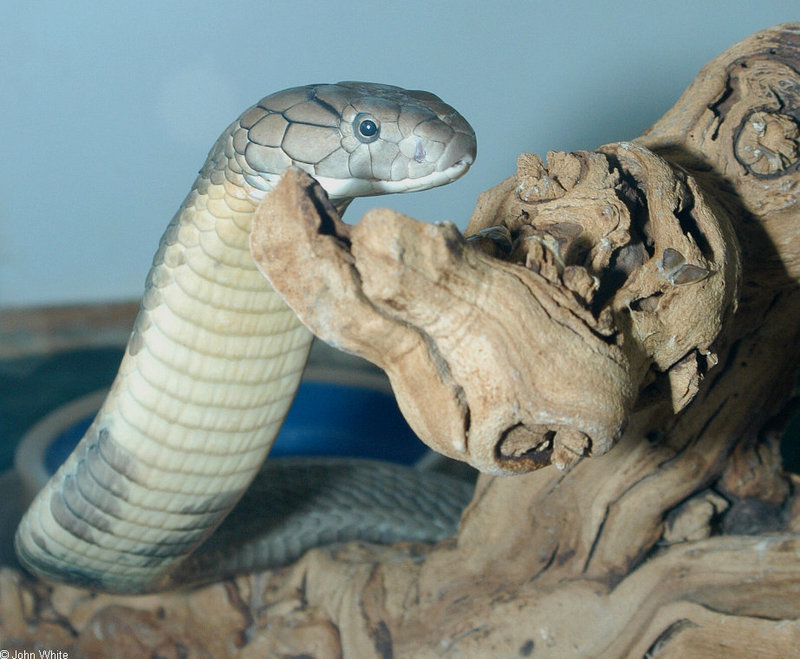 King Cobra (Ophiophagus hannah)3067.jpg
