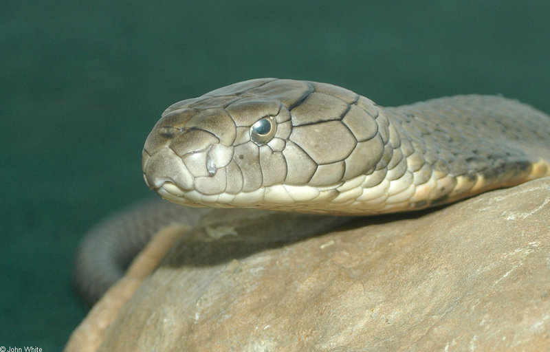 King Cobra (Ophiophagus hannah)3069.jpg