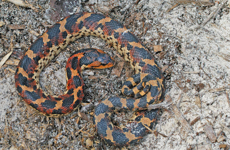 e hognose001.JPG