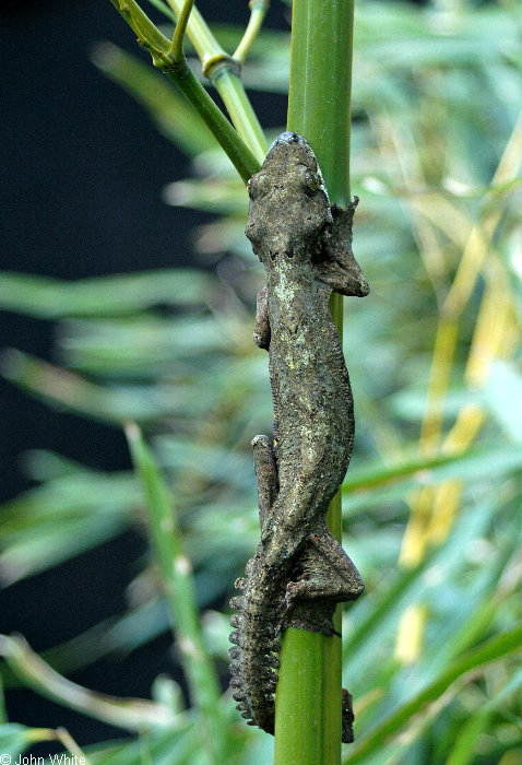 lying Gecko (ptychozoon kuhli)003.JPG